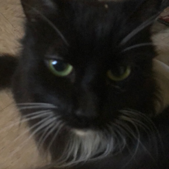 Meet your Posher, Nancy - Picture 1 of 1